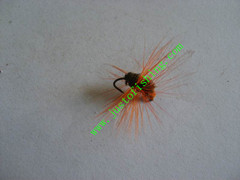 Flying insect f649